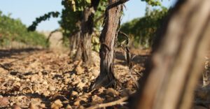 science-of-flavour-and-terroir