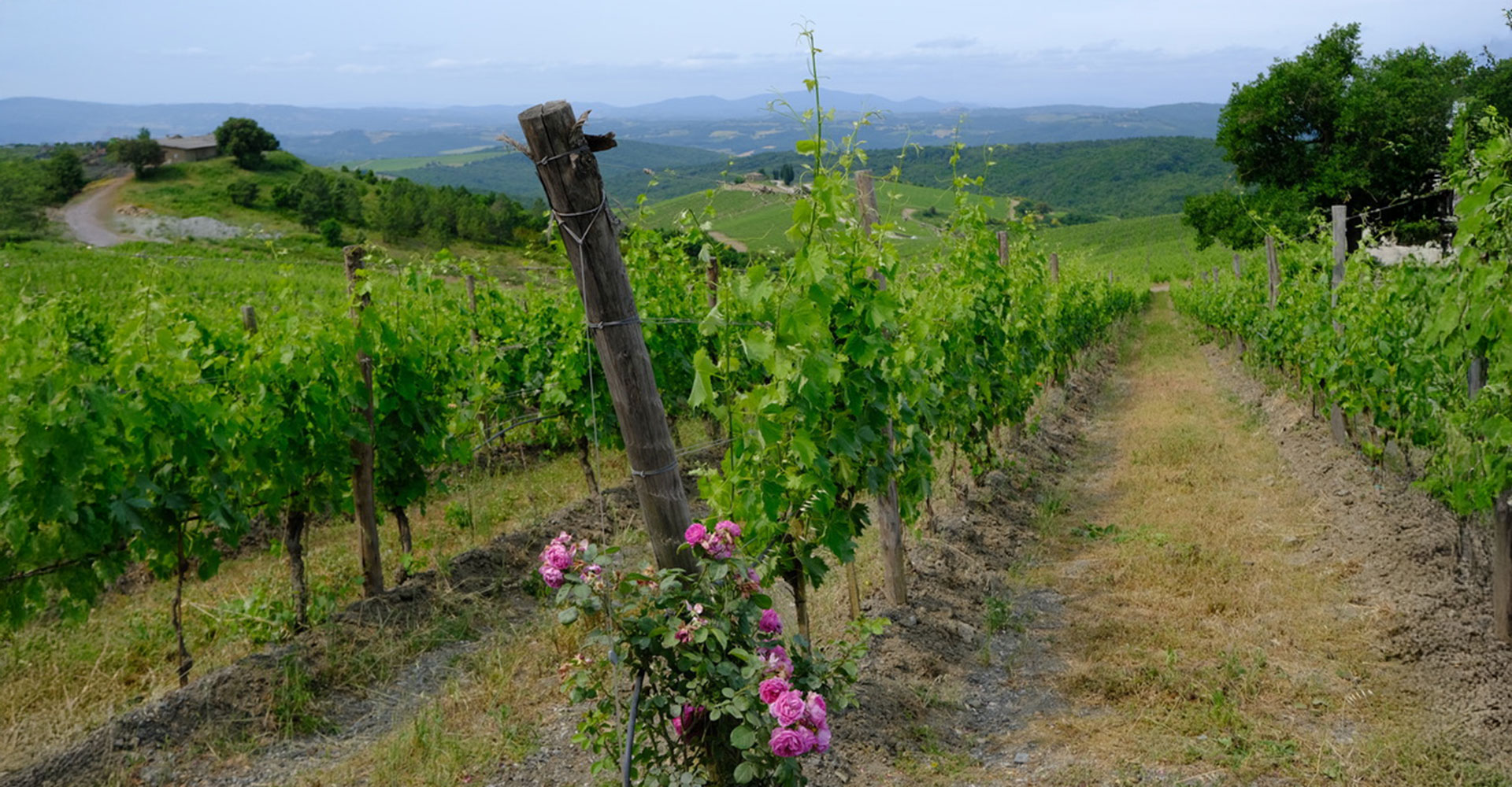 Castiglion del Bosco Vineyard