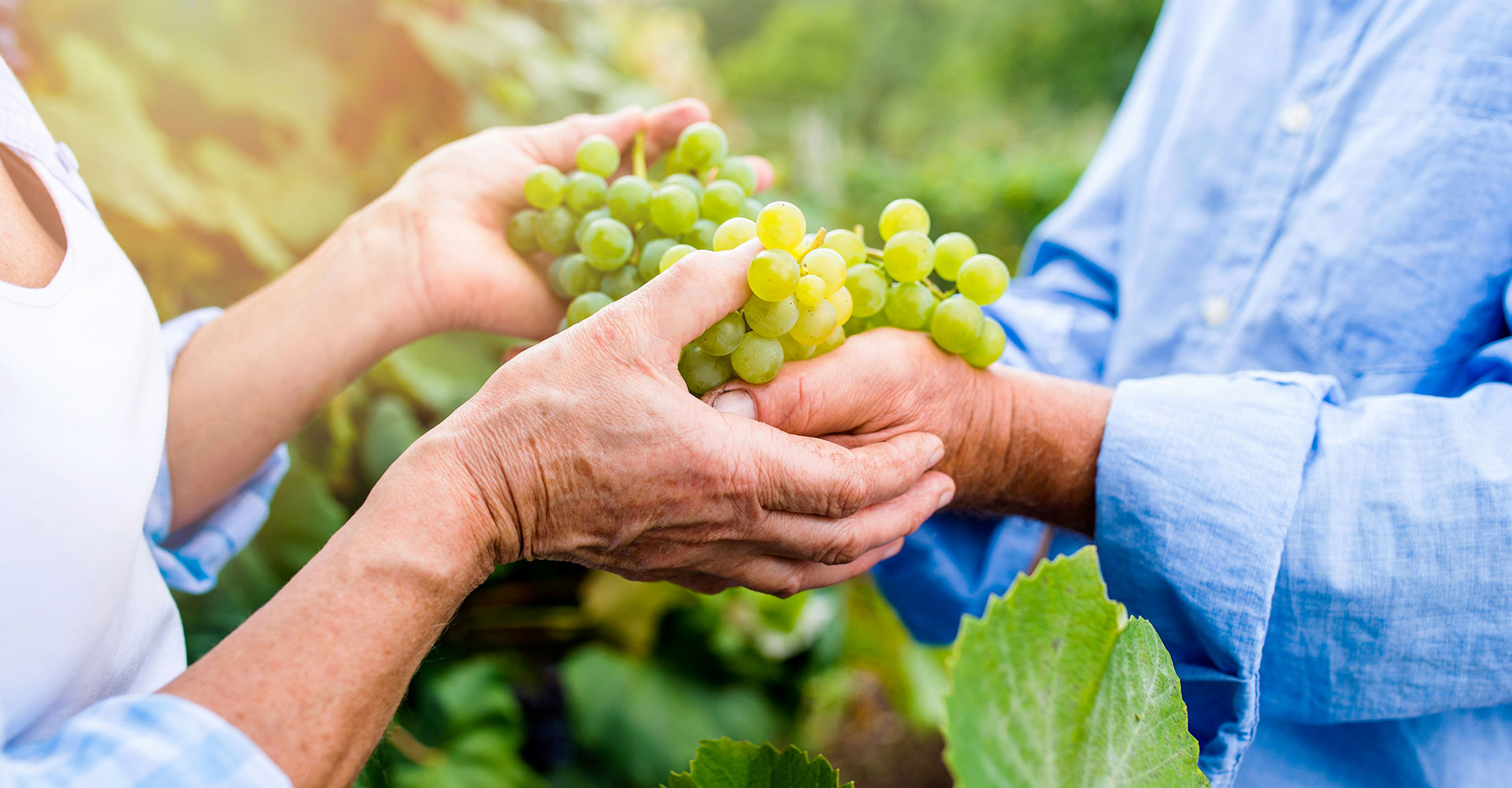 Two farmers holding a bunch of freshly harvested green grapes