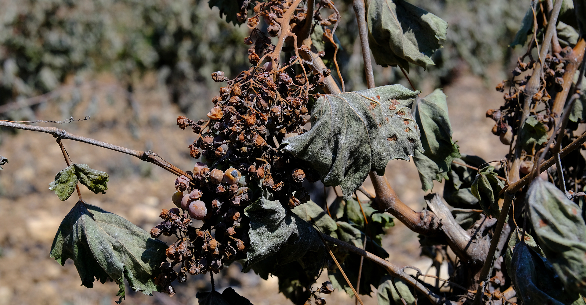 wine news trends 2025