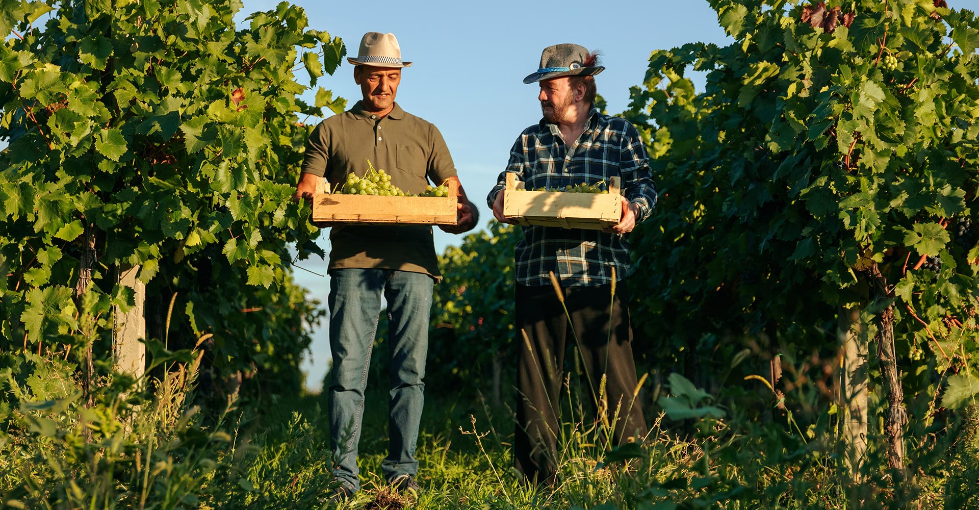 wine-production-2025