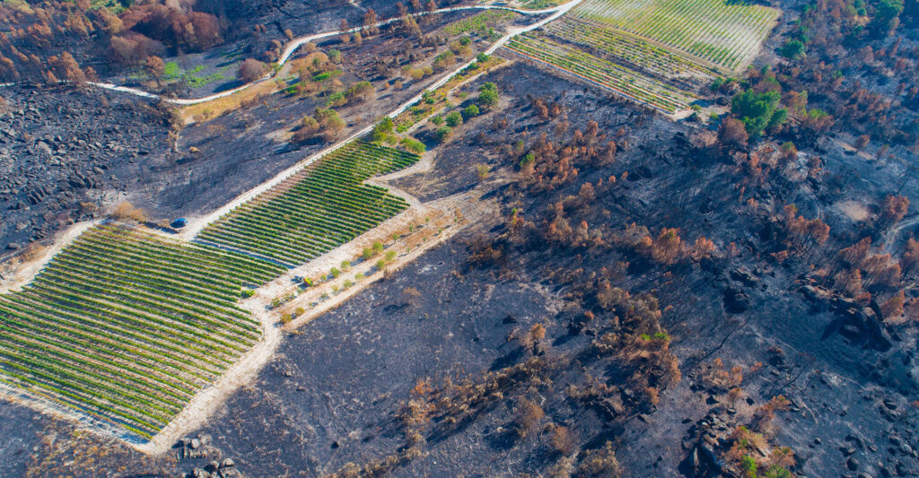 wine-survival-and-scarecity