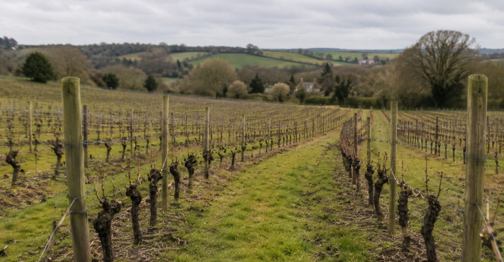 mothballing-vineyard