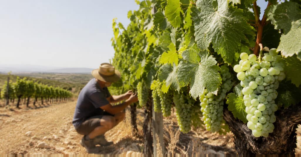 wine-heat-europe-weather